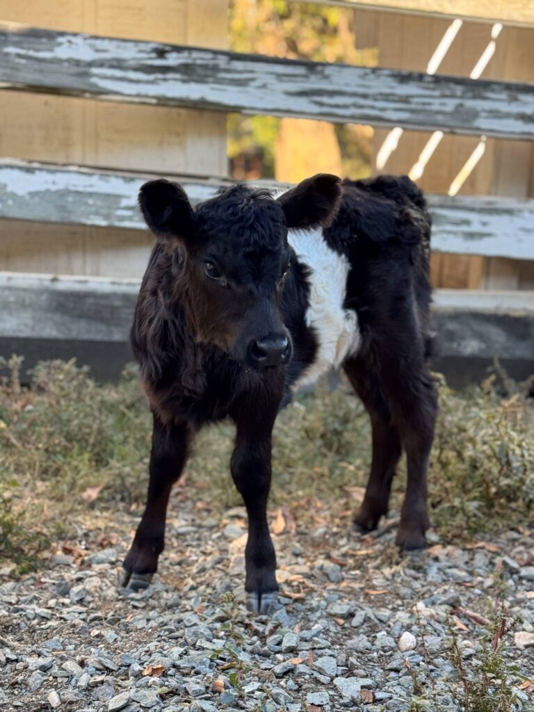 A black calf with a white band around its midsection stands on gravel and grass in front of a weathered wooden fence, with sunlight and foliage in the background. Fearrington Village