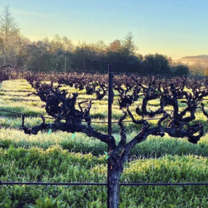 Rows of grapevines in a vineyard at sunrise, with sunlight illuminating green grass and trees in the background under a clear sky. Fearrington Village
