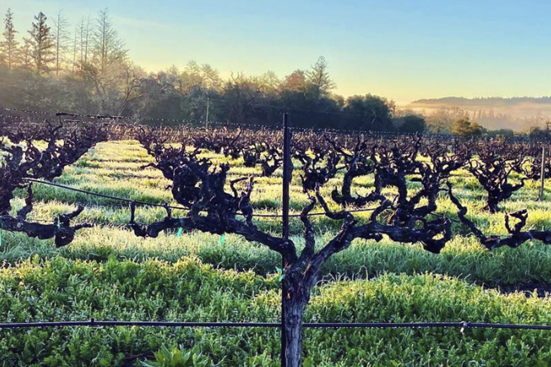 Rows of grapevines in a vineyard at sunrise, with sunlight illuminating green grass and trees in the background under a clear sky. Fearrington Village