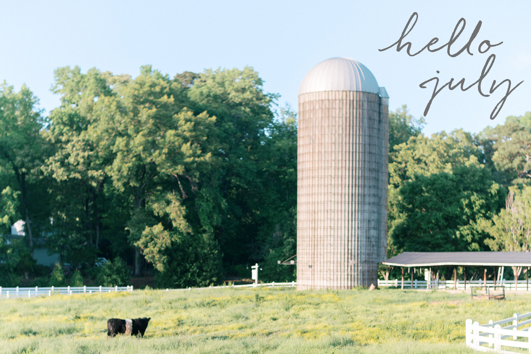 A sunny farm scene with a tall silo, two black cows in a grassy field, and "hello july" written in cursive text in the sky. Trees and a white fence line the background. Fearrington Village