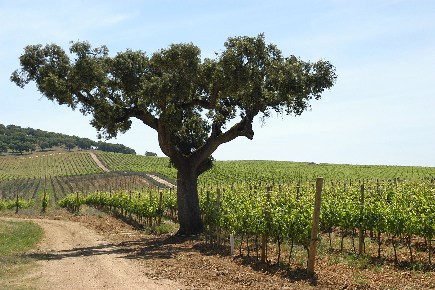 A large tree stands beside a dirt path in a vineyard, with rows of grapevines stretching across gently rolling green hills under a clear blue sky. Fearrington Village