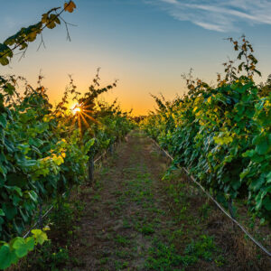 Rows of grapevines in a vineyard at sunset, with sunlight shining through the leaves and casting a warm glow over the green foliage and dirt pathway between the vines. Fearrington Village