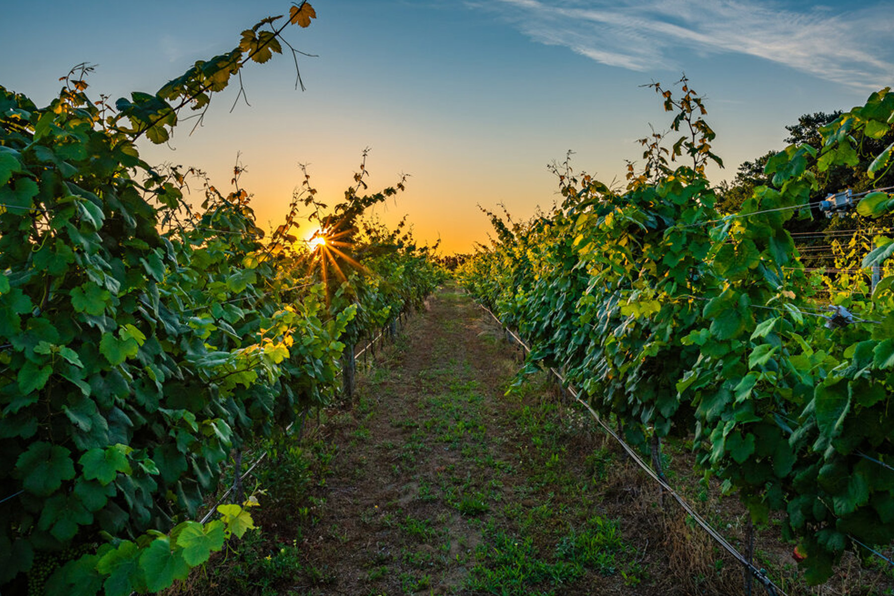Rows of grapevines in a vineyard at sunset, with sunlight shining through the leaves and casting a warm glow over the green foliage and dirt pathway between the vines. Fearrington Village