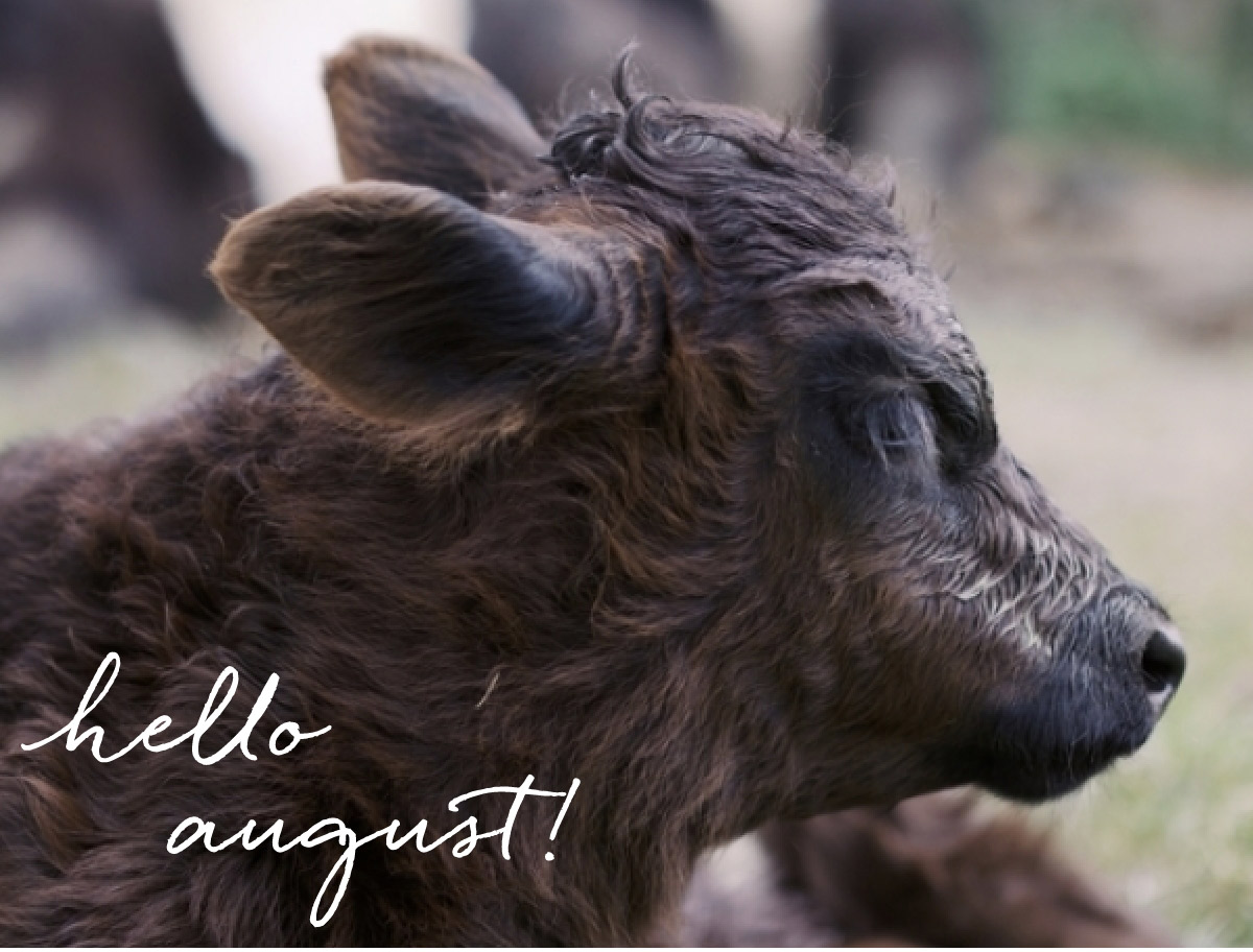 A close-up of a fluffy brown calf lying on the grass, with white script text in the lower left corner that reads, "hello august!. Fearrington Village