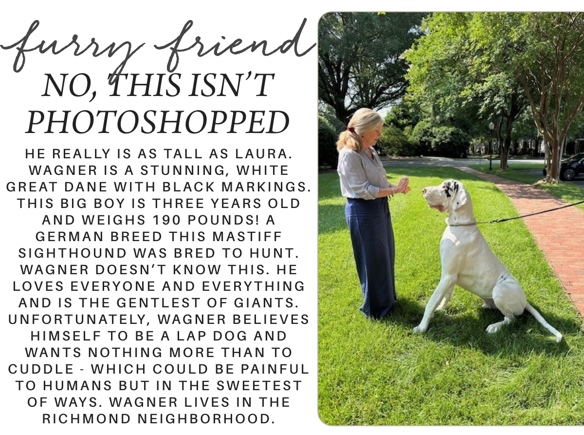 A woman stands in a sunny backyard, holding treats as she interacts with her large Great Dane, which sits tall on the grass, reaching nearly her height. The dog has a white coat with black markings. "He really is as tall as Laura. Wagner is a stunning, white great dane with black markings. This big boy is three years old and weighs 190 pounds! A german breed this mastiff sighthound was bred to hunt. wagner doesn’t know this. he loves everyone and everything and is the gentlest of giants. unfortunately, wagner believes himself to be a lap dog and wants nothing more than to cuddle - which could be painful to humans but in the sweetest of ways. Wagner lives in the Richmond neighborhood." Fearrington Village