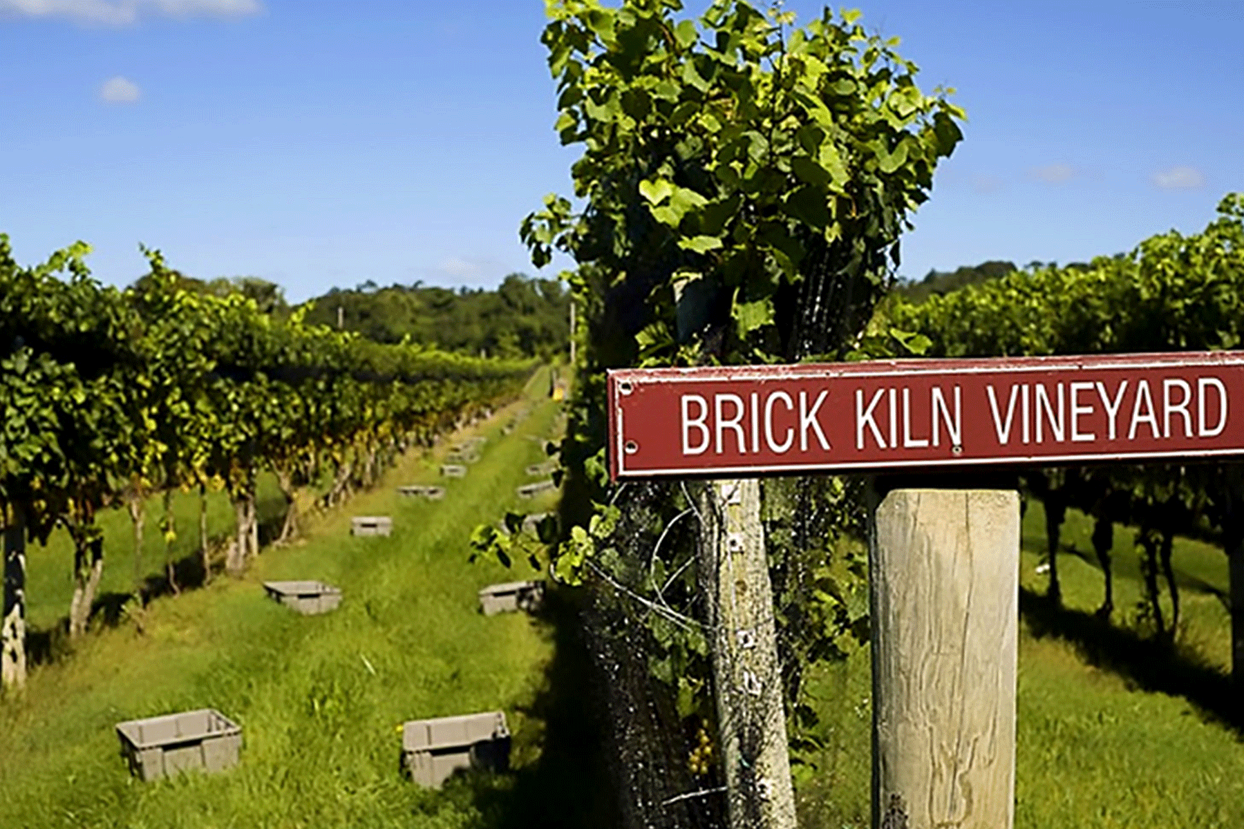Events 22 Rows of grapevines stretch into the distance under a blue sky. A red sign in the foreground reads "BRICK KILN VINEYARD." Grey crates are placed along the grassy paths between the vines. Fearrington Village