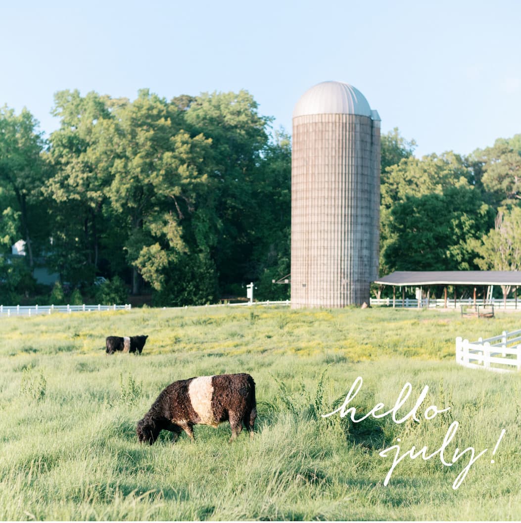 Cows graze in a green pasture near a tall silo, with trees and a white fence in the background. The words “hello july!” are written in white script in the lower right corner. Fearrington Village