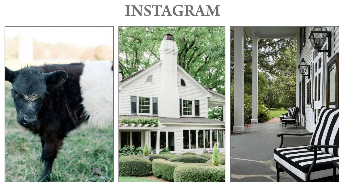 A collage with three images: a black and white cow on grass, a white house with a large chimney and manicured bushes, and a porch with striped black and white chairs. Fearrington Village
