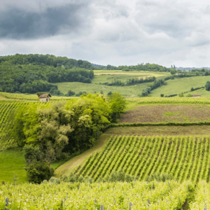 Rows of grapevines stretch across rolling green hills under a cloudy sky, with patches of forest and a small building visible in the landscape. Fearrington Village