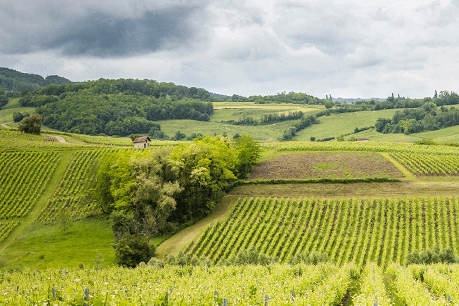 Rows of grapevines stretch across rolling green hills under a cloudy sky, with patches of forest and a small building visible in the landscape. Fearrington Village