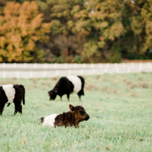 A group of cows in a field. Fearrington Village