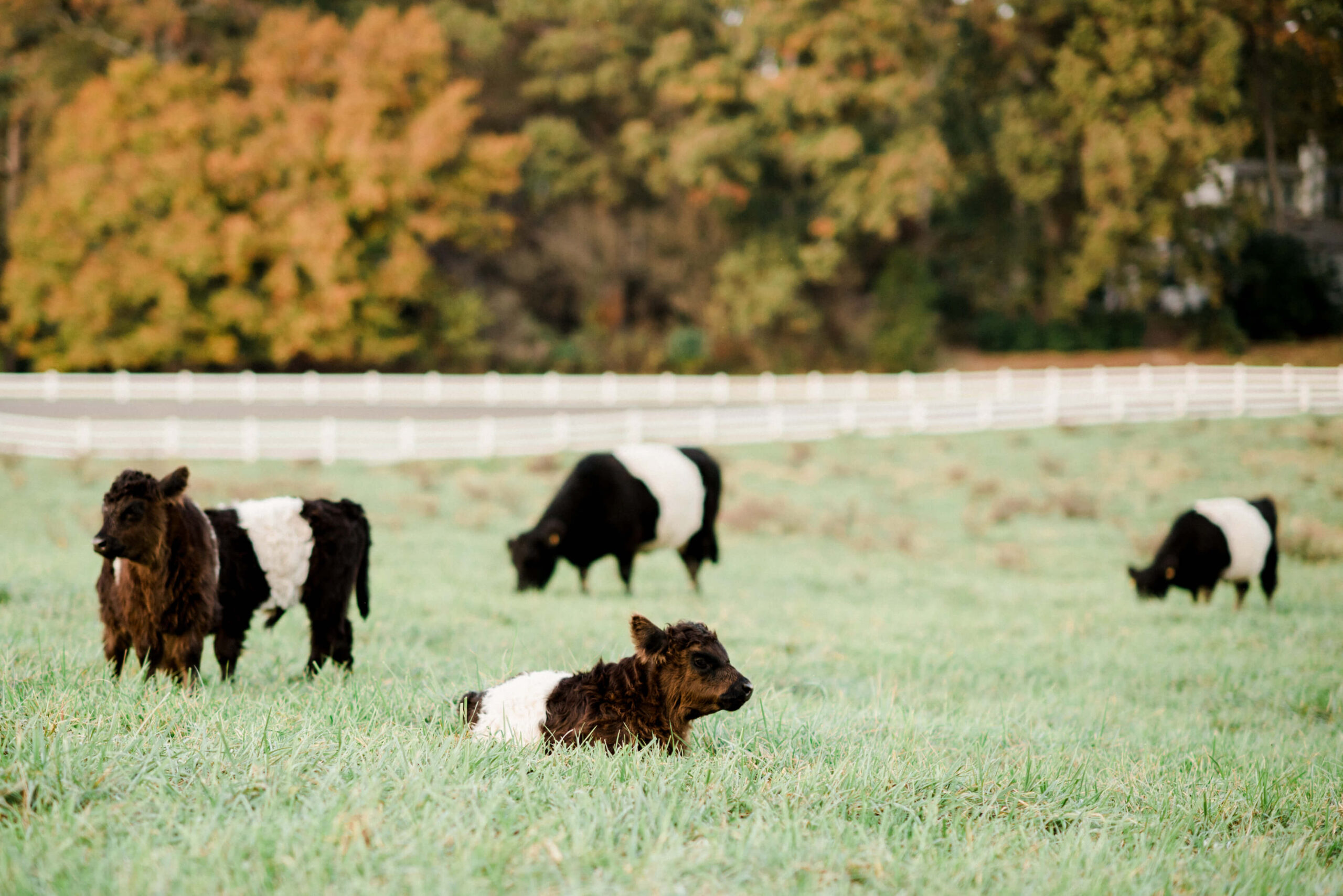 A group of cows in a field. Fearrington Village