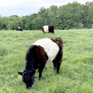 A Belted Galloway cow with a white middle and black head grazes in a green field, with two more cows and trees visible in the background under a cloudy sky. Fearrington Village