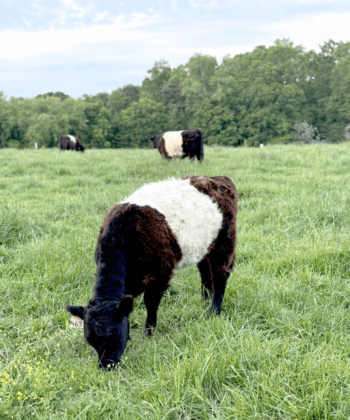 A Belted Galloway cow with a white middle and black head grazes in a green field, with two more cows and trees visible in the background under a cloudy sky. Fearrington Village
