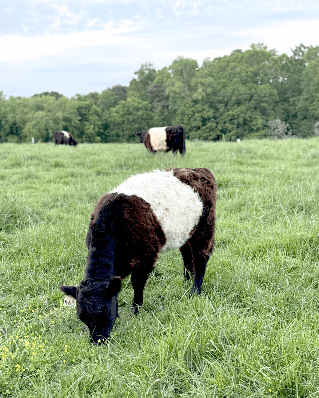 A Belted Galloway cow with a white middle and black head grazes in a green field, with two more cows and trees visible in the background under a cloudy sky. Fearrington Village