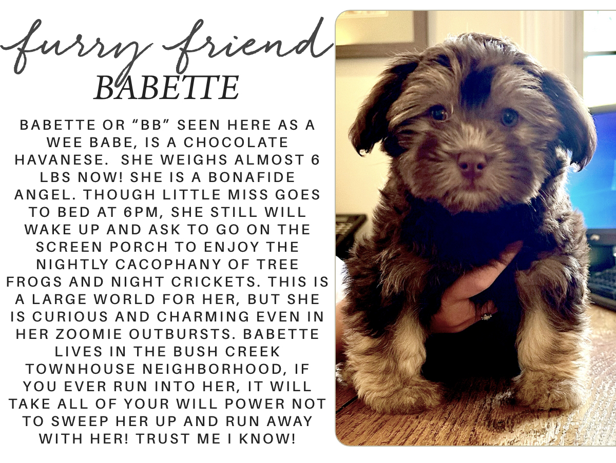A fluffy chocolate Havanese puppy named Babette sits on a bed next to a person using a laptop. Text beside her shares details about Babette's playful and curious personality and her life in The Bush Creek Townhouse neighborhood. Fearrington Village