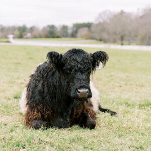 A black and white cow with curly fur is lying down on a grassy field. Trees and a white fence are visible in the background under a cloudy sky. Fearrington Village