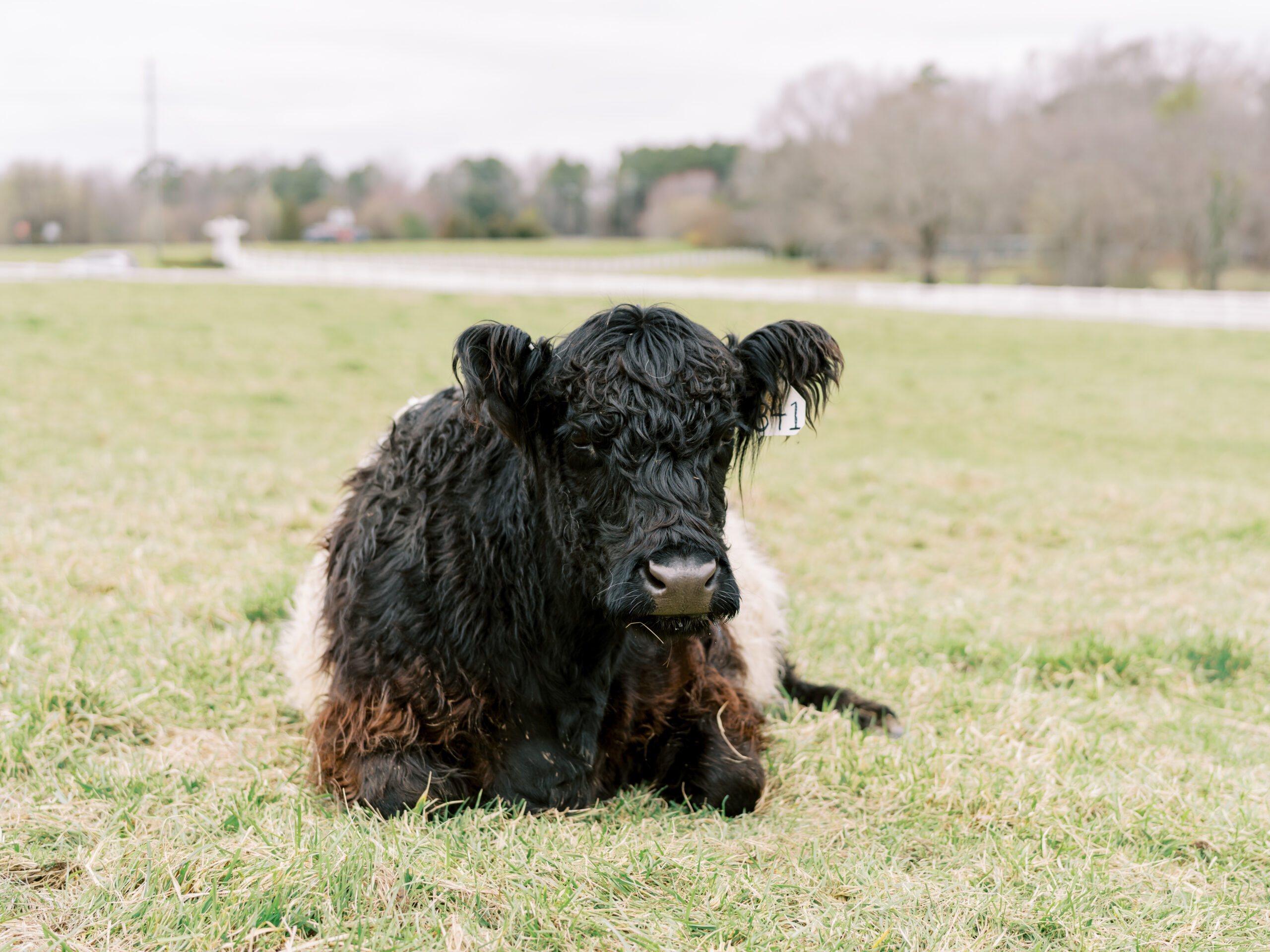 A black and white cow with curly fur is lying down on a grassy field. Trees and a white fence are visible in the background under a cloudy sky. Fearrington Village