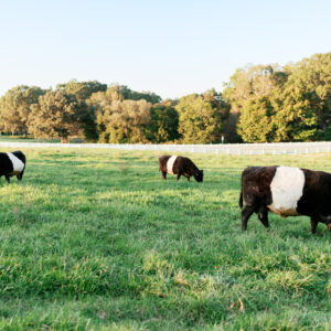 Three Belted Galloway cows with black bodies and white midsections graze on green grass in a sunny, fenced pasture with trees in the background. Fearrington Village