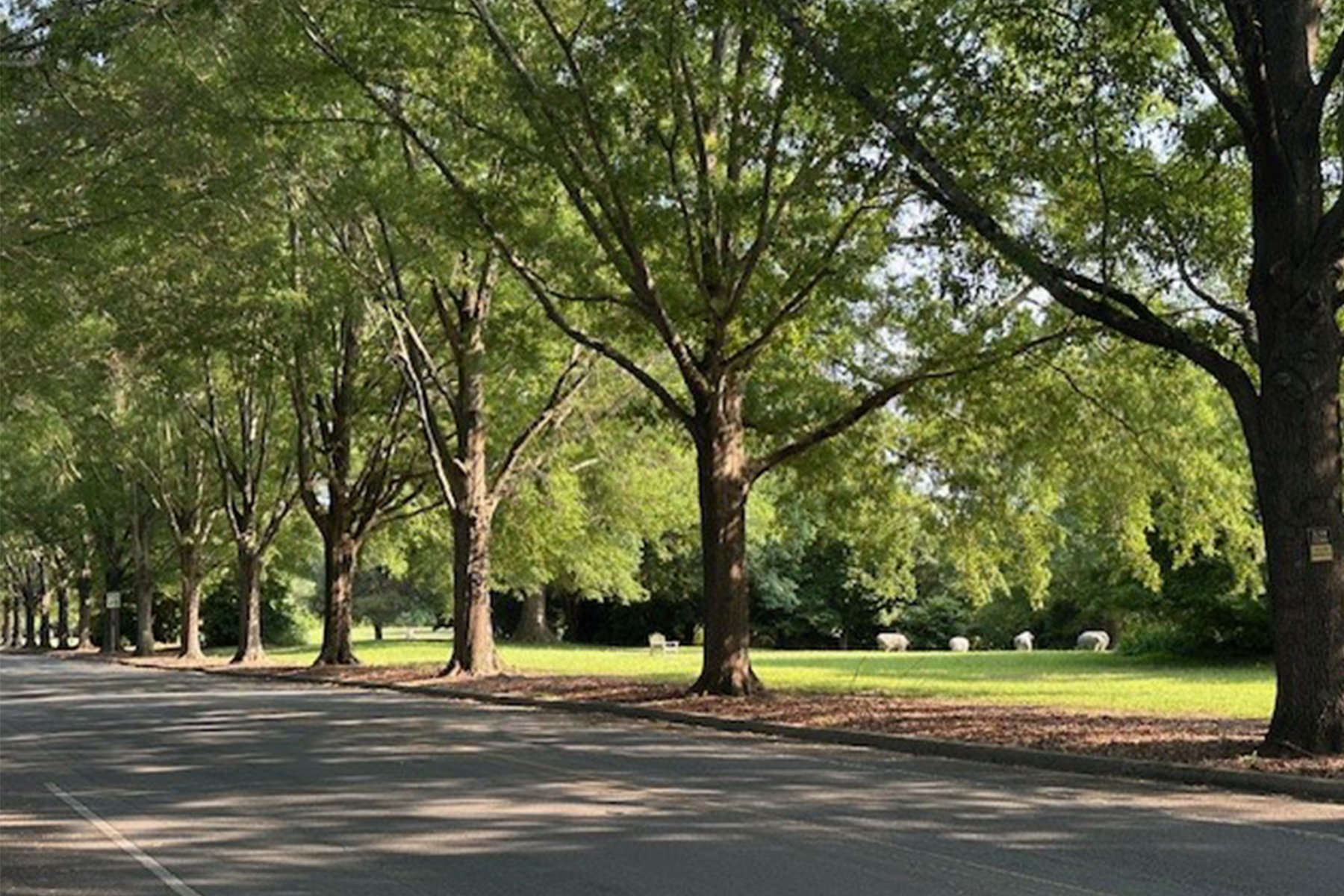 A tree-lined road runs alongside a grassy field, where several sheep are grazing in the distance under the shade of leafy green trees on a sunny day. Fearrington Village