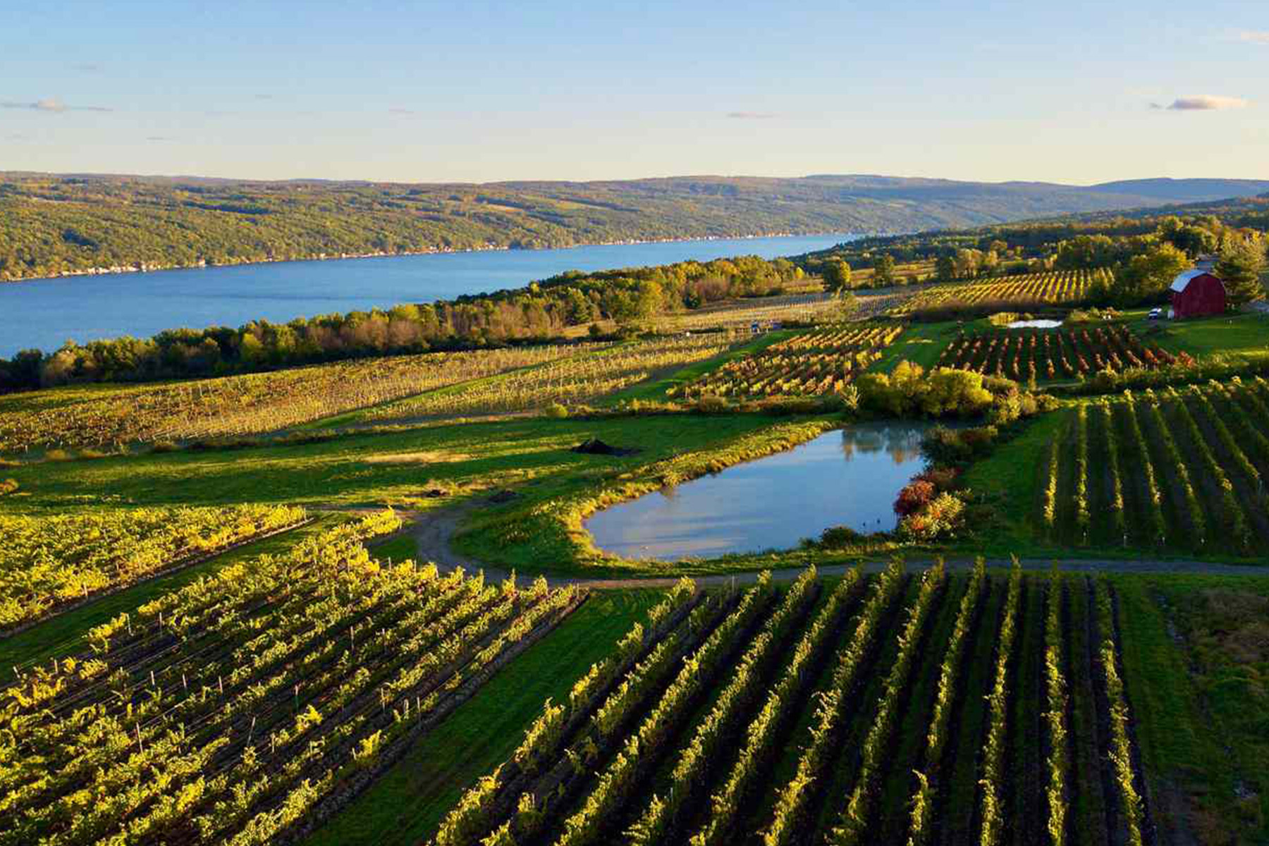 Aerial view of green vineyards beside a lake, with rolling hills and a red barn in the background under a clear blue sky. Fearrington Village