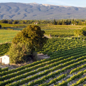 A small stone building sits among green vineyard rows, surrounded by fields and trees, with a mountain range in the background under a clear sky. Fearrington Village