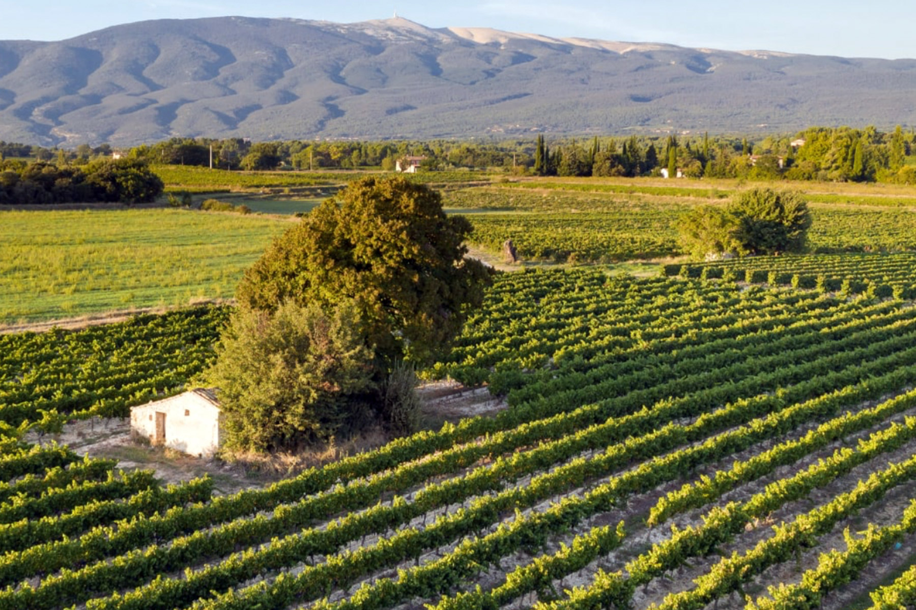 A small stone building sits among green vineyard rows, surrounded by fields and trees, with a mountain range in the background under a clear sky. Fearrington Village