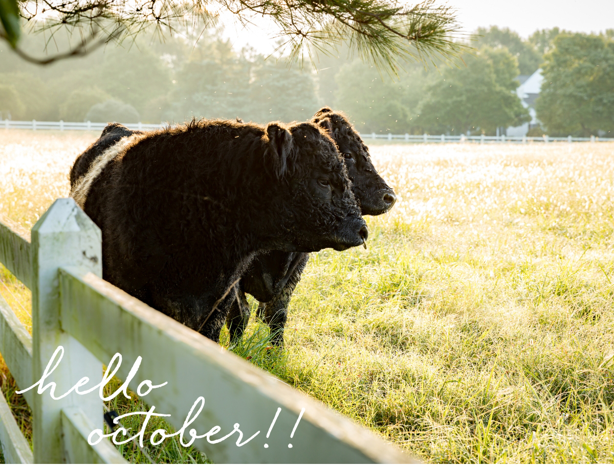 Two black cows stand near a white fence in a sunlit field with trees and a white house in the background. The words "hello october!!" are written in white cursive in the bottom left corner. Fearrington Village