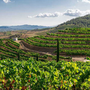 Terraced green vineyards cover rolling hills under a partly cloudy sky, with a winding dirt path and trees scattered throughout the landscape, surrounded by distant mountains. Fearrington Village