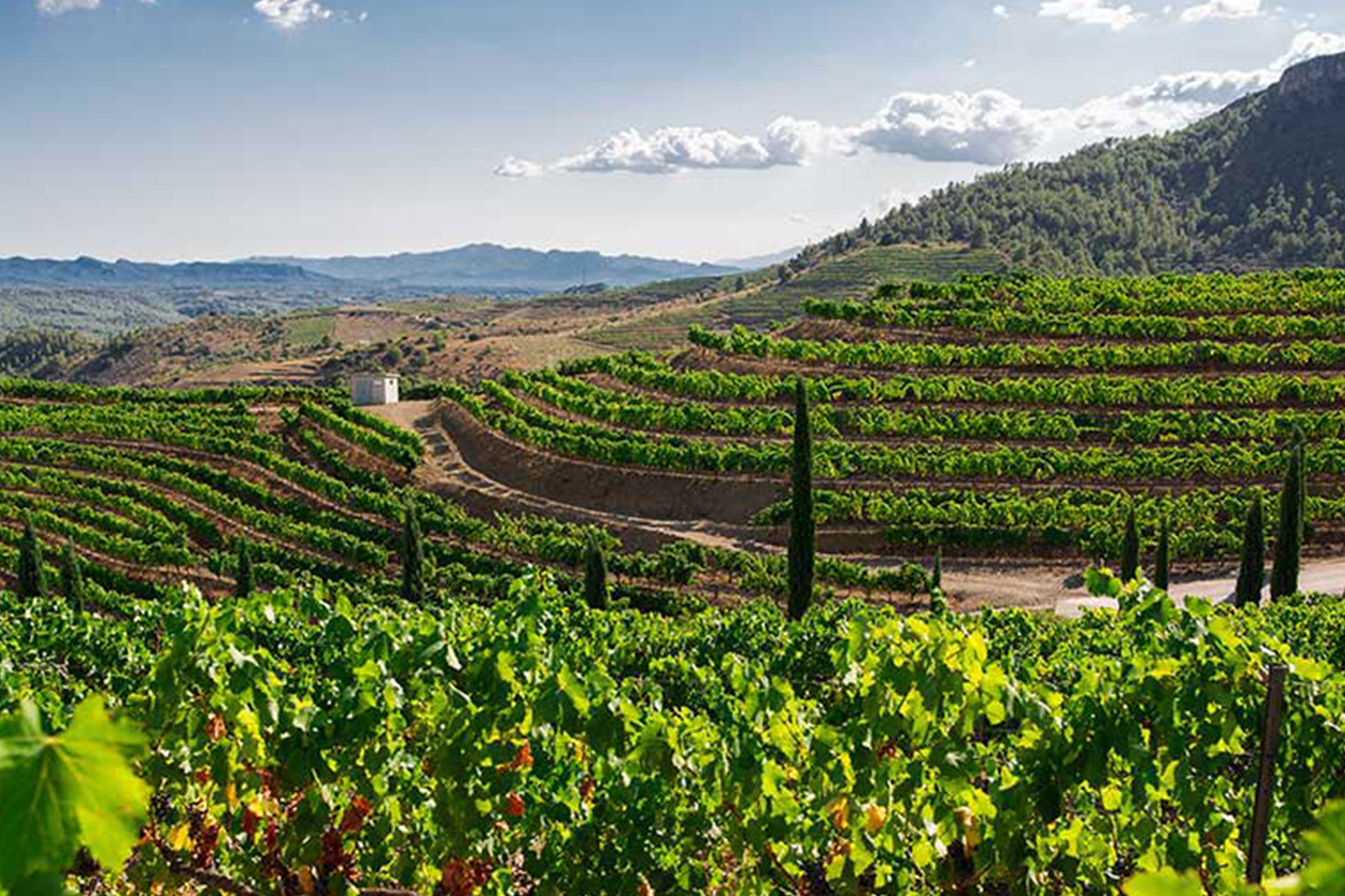 Terraced green vineyards cover rolling hills under a partly cloudy sky, with a winding dirt path and trees scattered throughout the landscape, surrounded by distant mountains. Fearrington Village