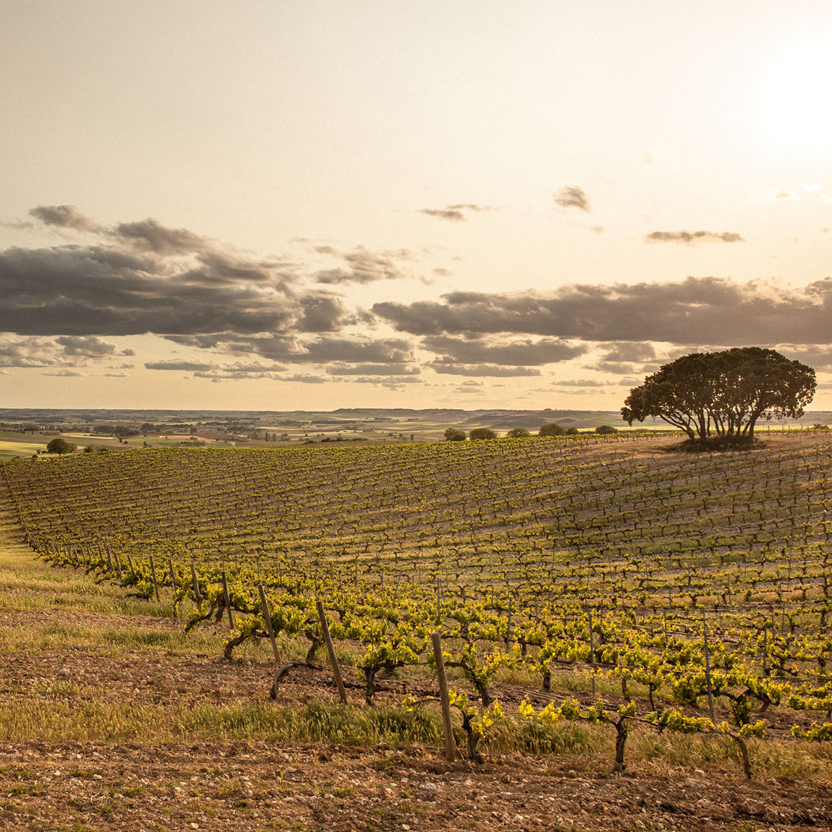 A vineyard landscape at sunset with rows of grapevines on rolling hills, a large tree to the right, and dramatic clouds in a golden sky. Fearrington Village