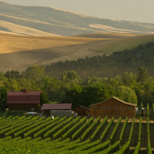 Rows of grapevines in a vineyard stretch toward two rustic barns, with lush trees behind them and golden rolling hills in the background under a soft, hazy sky. Fearrington Village