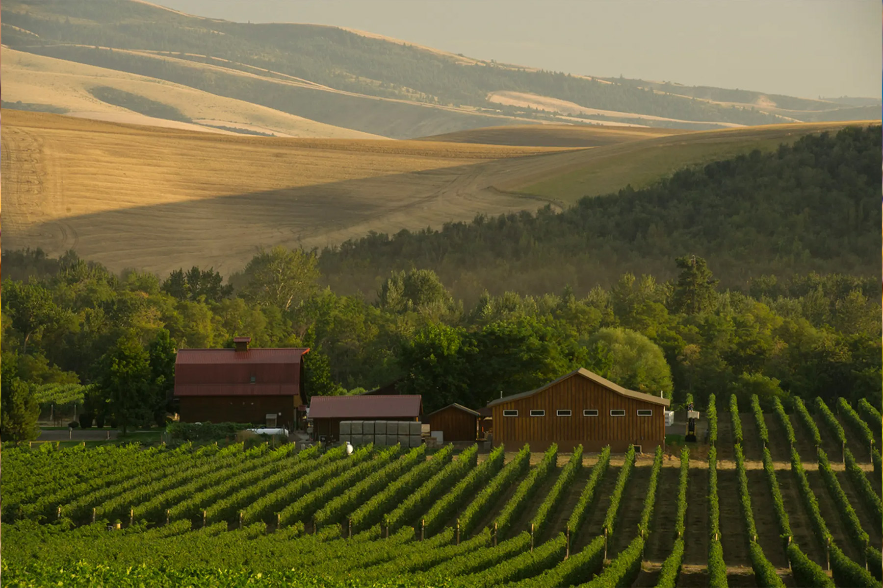 Rows of grapevines in a vineyard stretch toward two rustic barns, with lush trees behind them and golden rolling hills in the background under a soft, hazy sky. Fearrington Village