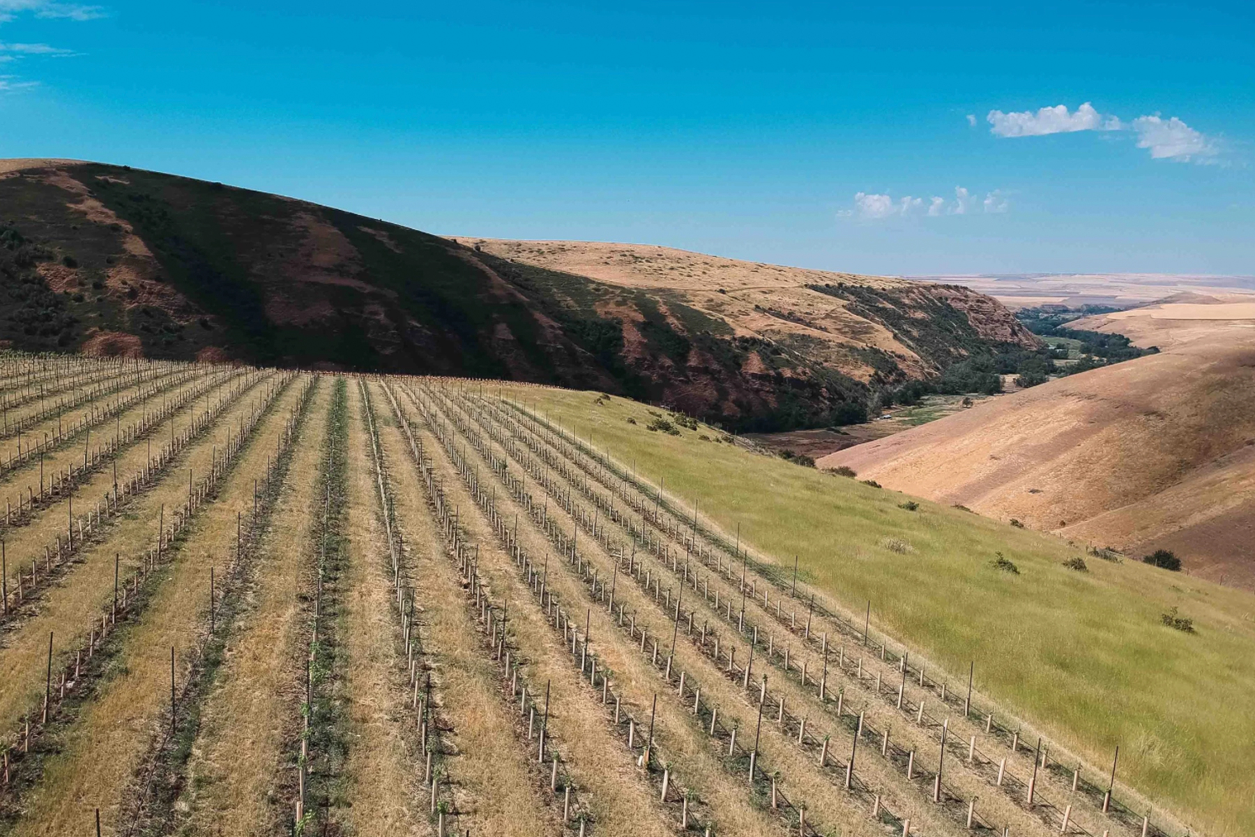 Rows of grapevines stretch across a hillside vineyard under a clear blue sky, with rolling hills and a valley visible in the background. Fearrington Village