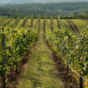 Rows of grapevines in a vineyard stretch into the distance under a bright sky, bordered by green grass and surrounded by a forested landscape. Fearrington Village
