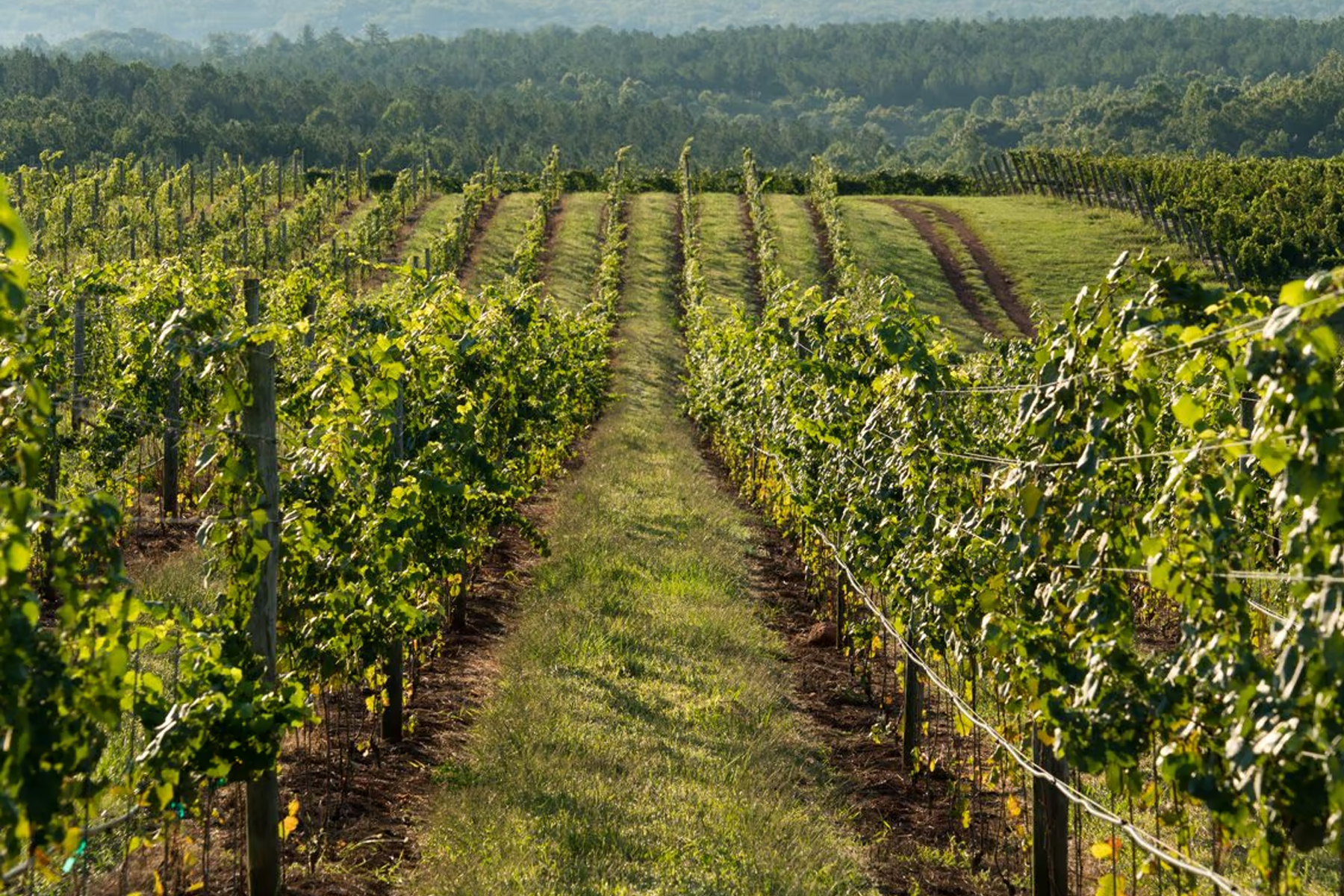 Rows of grapevines in a vineyard stretch into the distance under a bright sky, bordered by green grass and surrounded by a forested landscape. Fearrington Village