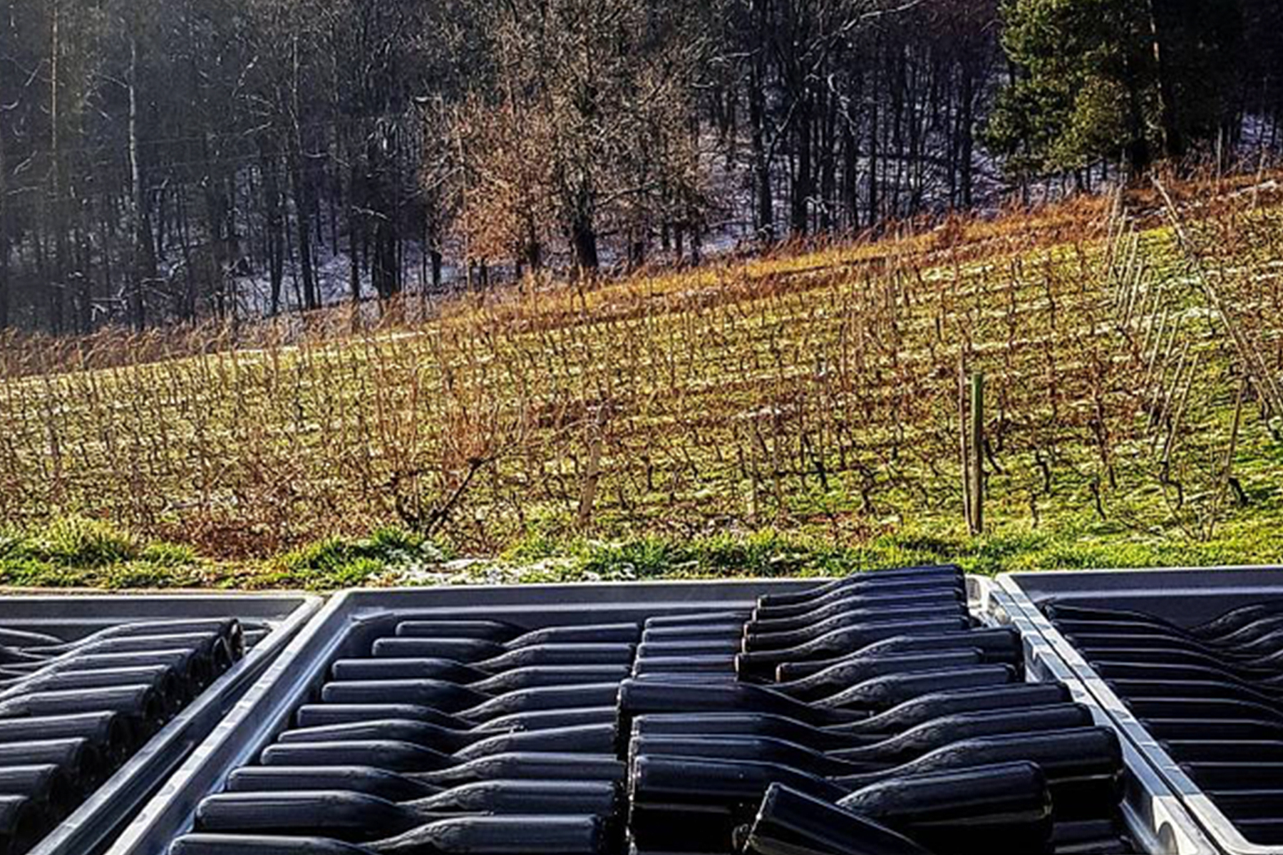 Rows of empty wine bottles are stacked in trays in the foreground, with a sunlit vineyard and leafless trees visible on a sloping hill in the background. Fearrington Village