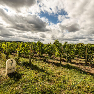 Rows of grapevines stretch across a vineyard under a partly cloudy sky. In the foreground, a stone marker with inscriptions stands among grass and wildflowers at the vineyard's edge. Fearrington Village