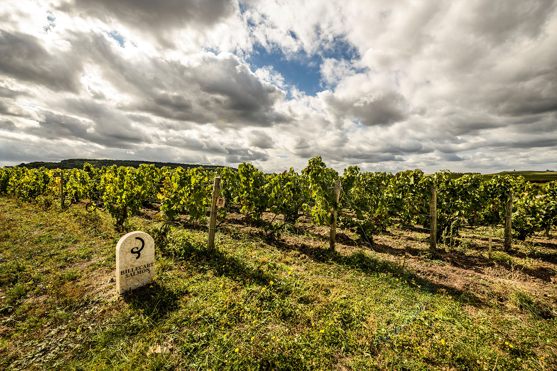 Rows of grapevines stretch across a vineyard under a partly cloudy sky. In the foreground, a stone marker with inscriptions stands among grass and wildflowers at the vineyard's edge. Fearrington Village