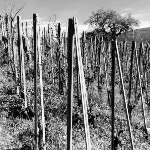 A person works among rows of bare grapevines supported by wooden stakes on a hillside. In the background, a leafless tree stands under a partially cloudy sky. The image is in black and white. Fearrington Village
