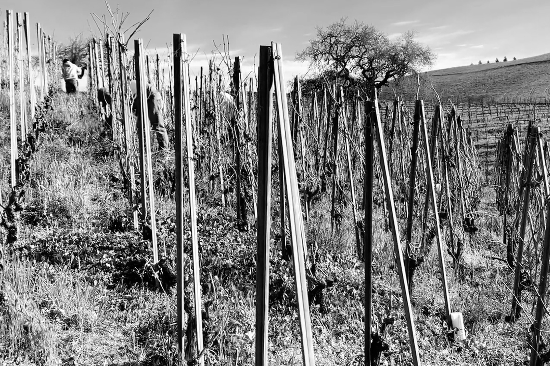 A person works among rows of bare grapevines supported by wooden stakes on a hillside. In the background, a leafless tree stands under a partially cloudy sky. The image is in black and white. Fearrington Village